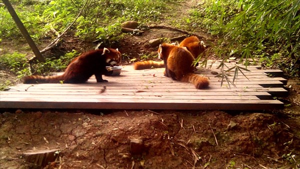 Красные панды за обедом.